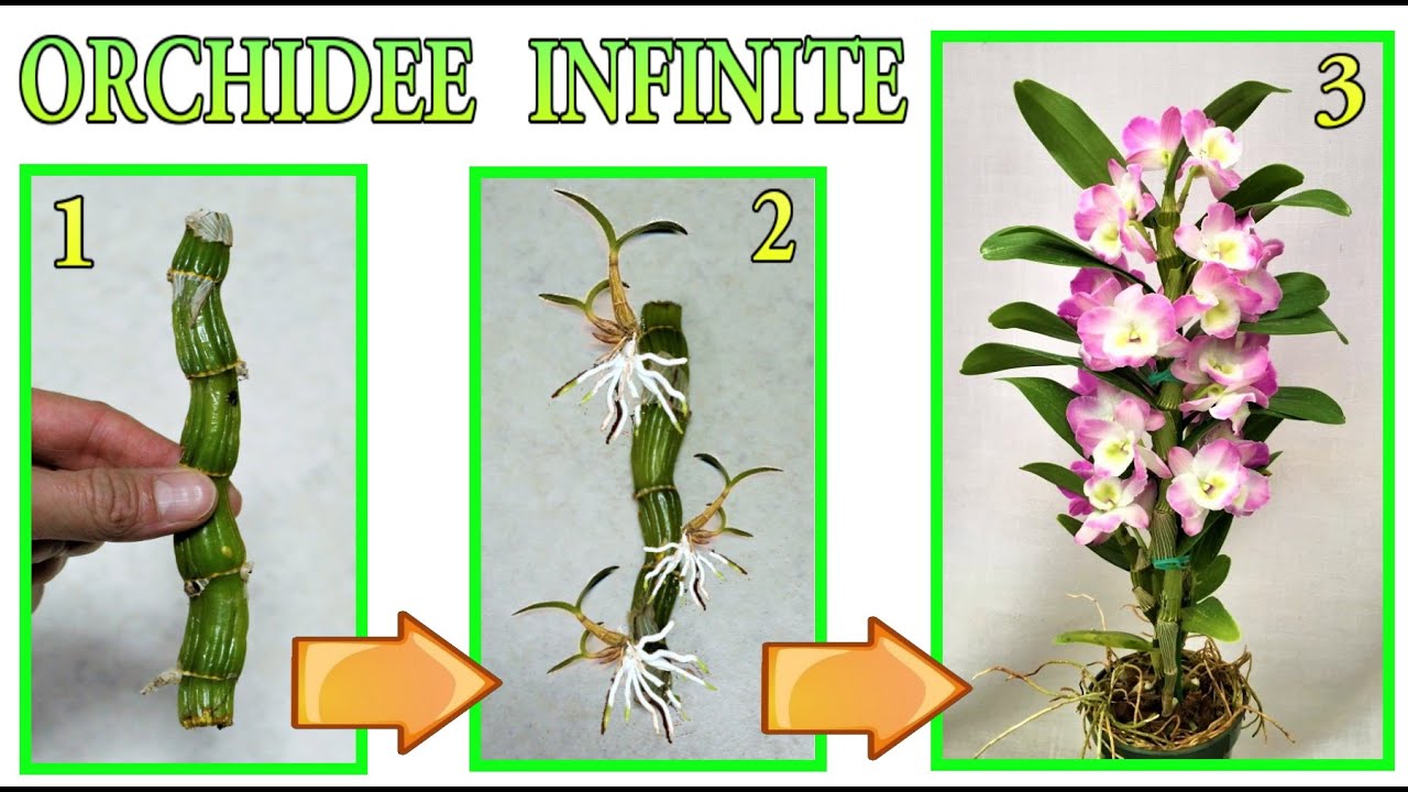 ORCHIDEA, MOLTIPLICALA CON UN TRUCCO FACILE FACILE, orchidee, ORCHIDEA BAMBOO, phalenopsis
