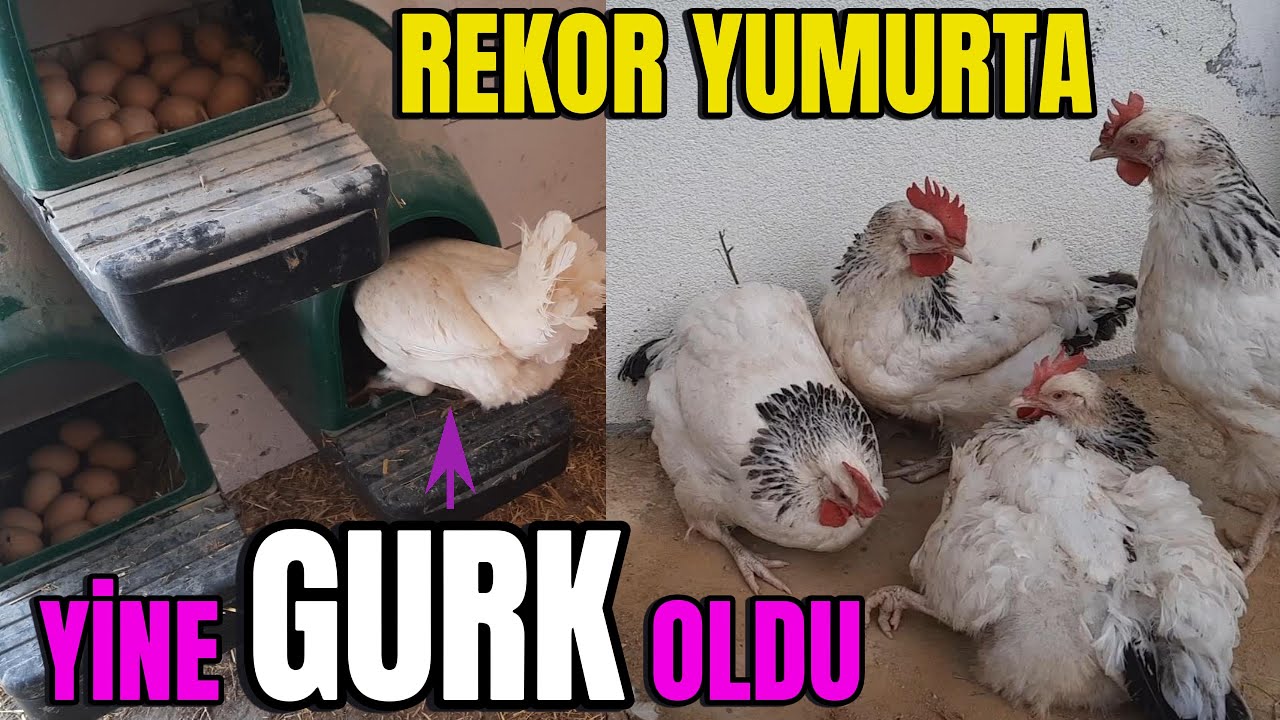 Tavuk Gurk Oldu 🐔 Rekor Yumurta 🥚 Tavukların Toprak Banyosu Semaver Keyfi! 🔥