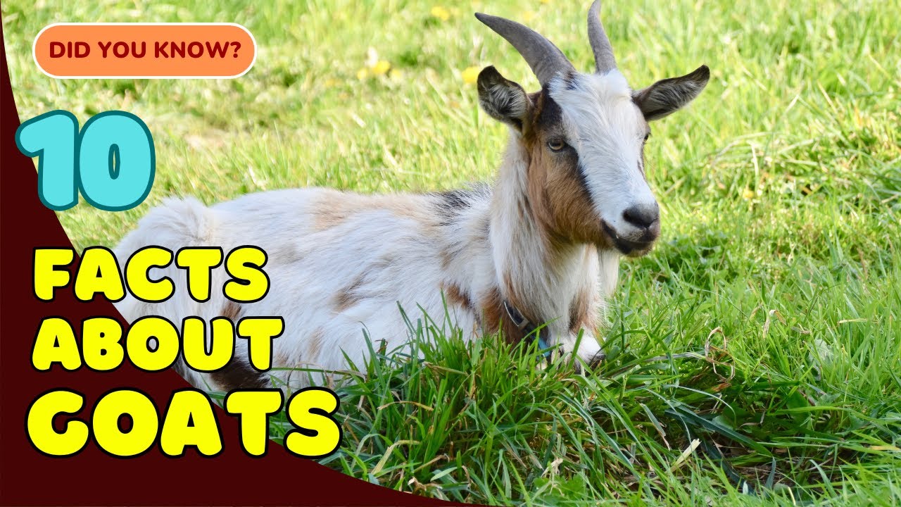 10 увлекательных фактов о козах! 🐐