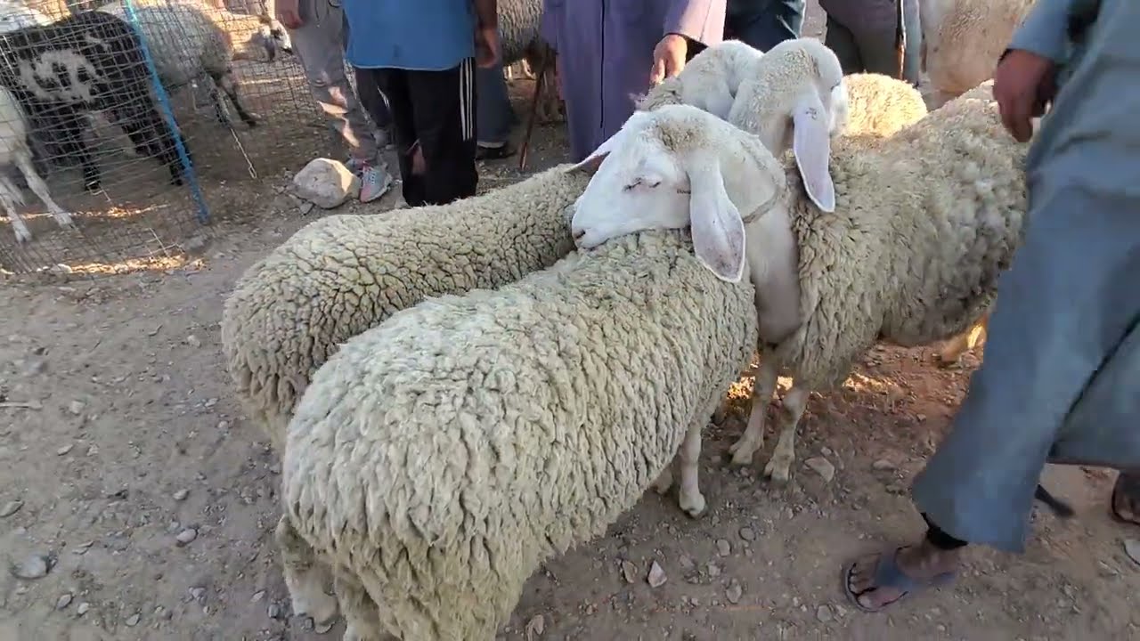 شاهد أسعار الغنم اليوم أسعار سوق المواشي في الجزائراليوم الجمعة 15 أوت 2025