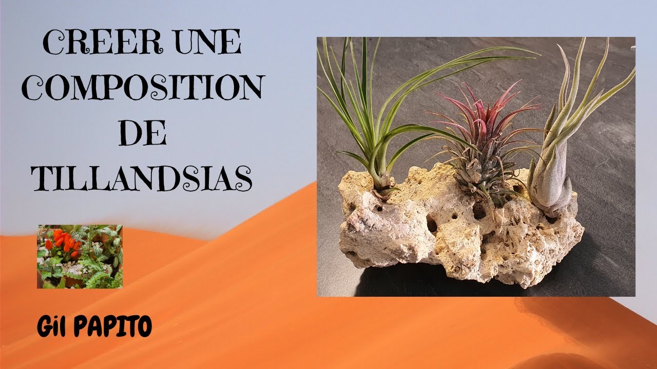 Créer une composition de tillandsias