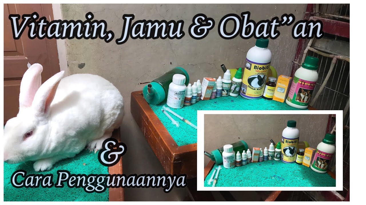 Cara Penggunaan Vitamin, Jamu dan Obat-obatan Kelinci