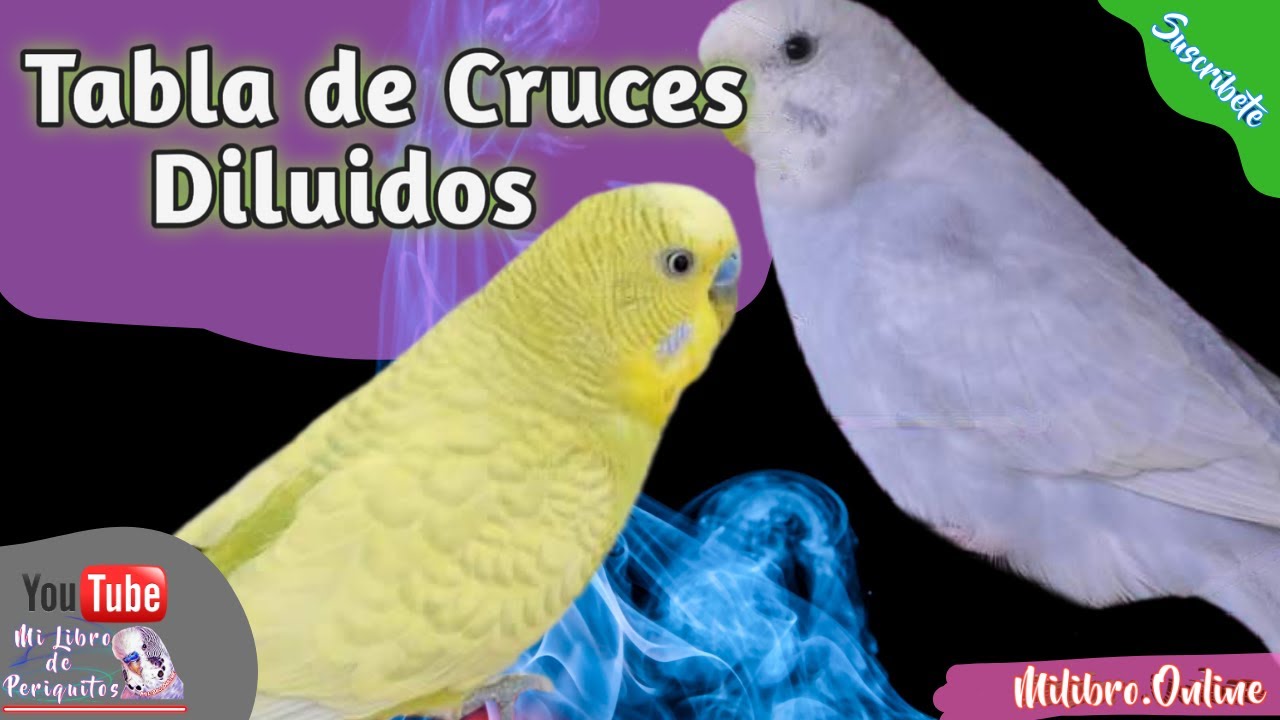Los Diluidos y su Tabla de Cruces 👌
