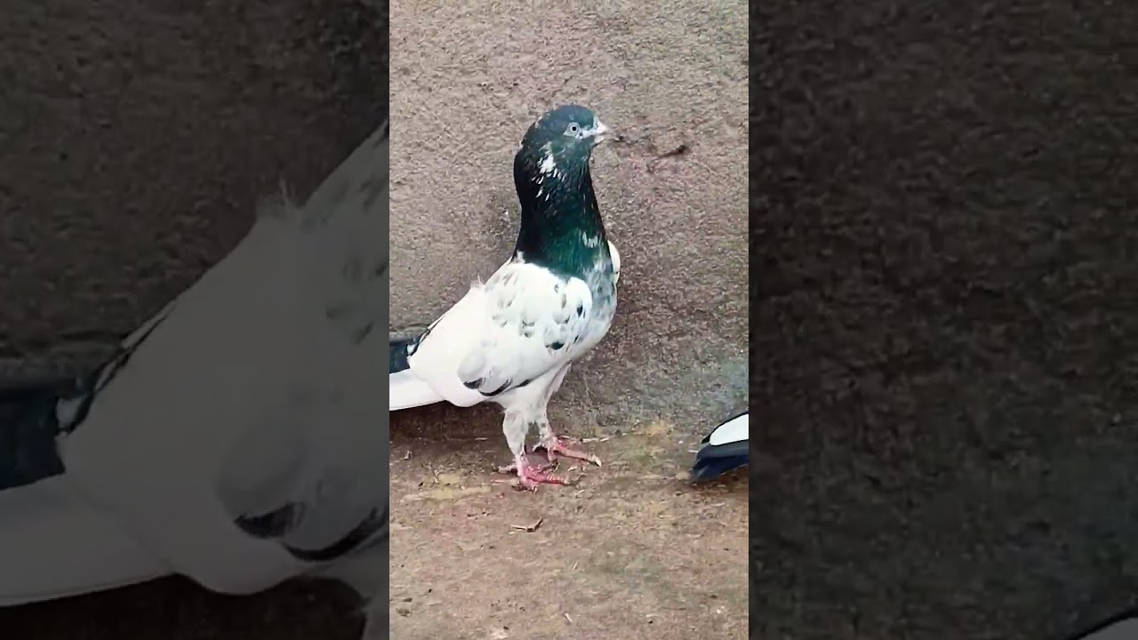 🔥 Kalsare Teddy Kabootar 💥 King of Style | Beautiful Teddy Pigeon Lovers 😍