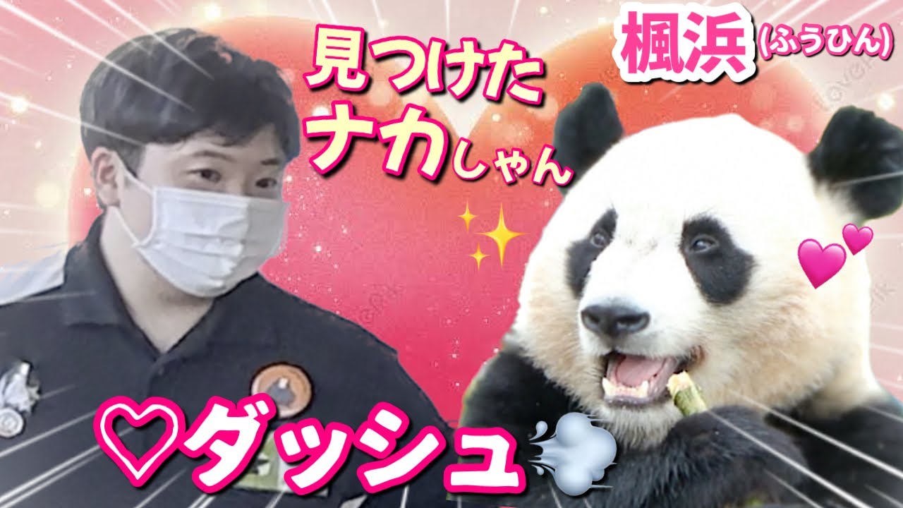 【パンダアイドル楓浜】ナカ飼育員を発見したふうひんの行動がスゴかった🐼閉園間際に登場‼️