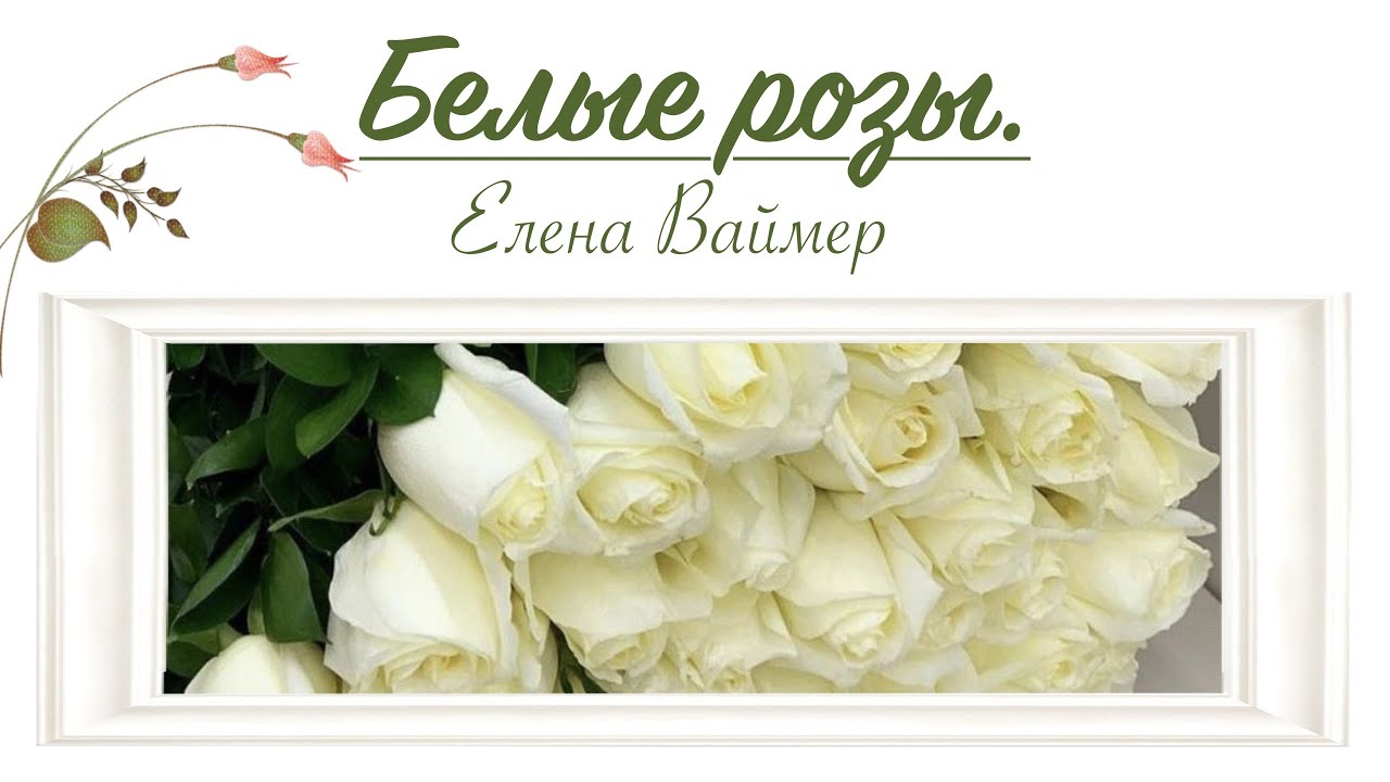 Белые розы. Елена Ваймер (С днём Свадьбы)