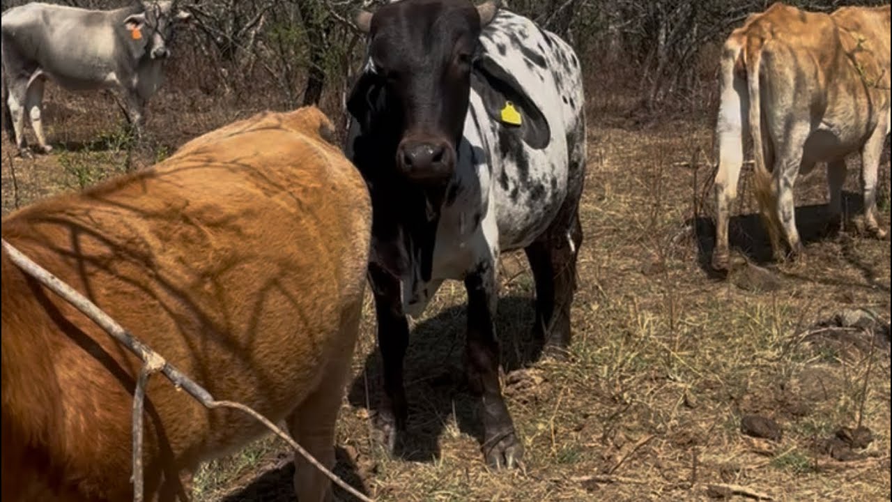 Juntando el Ganado