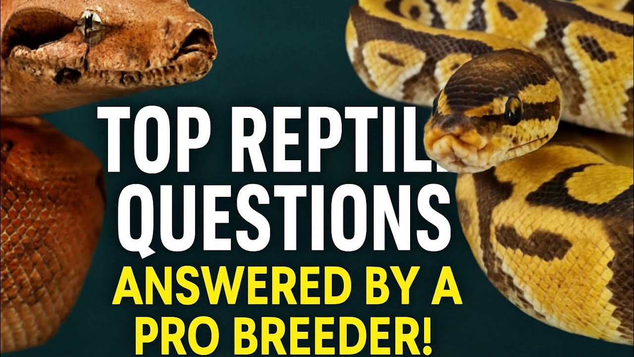 Top Reptile Questions Answered by a Pro Breeder!