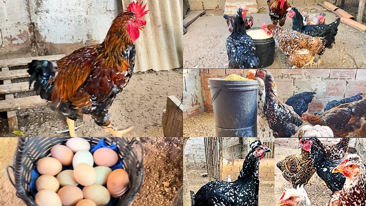 VEJA A CRIAÇÃO DE GALINHAS BALÃO E SUAS QUALIDADES PARA SE TER GRANDES MATRIZES #sertanejo 