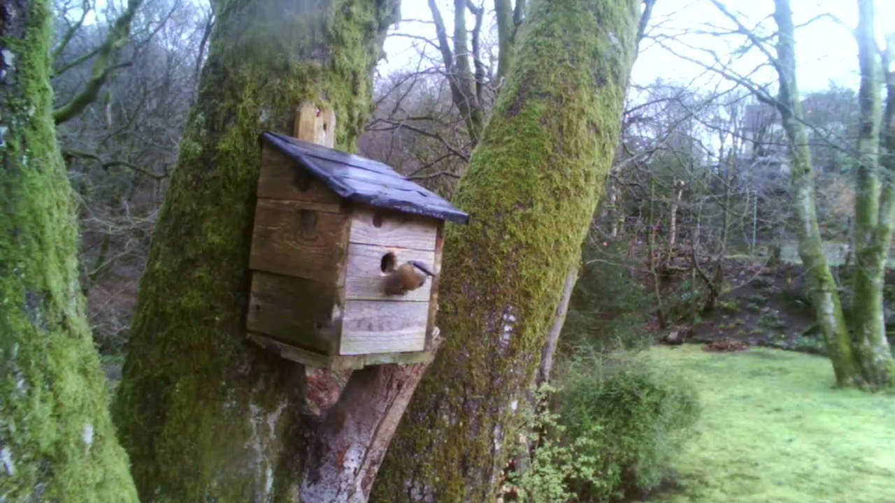 Nuthatch inspecting nest box