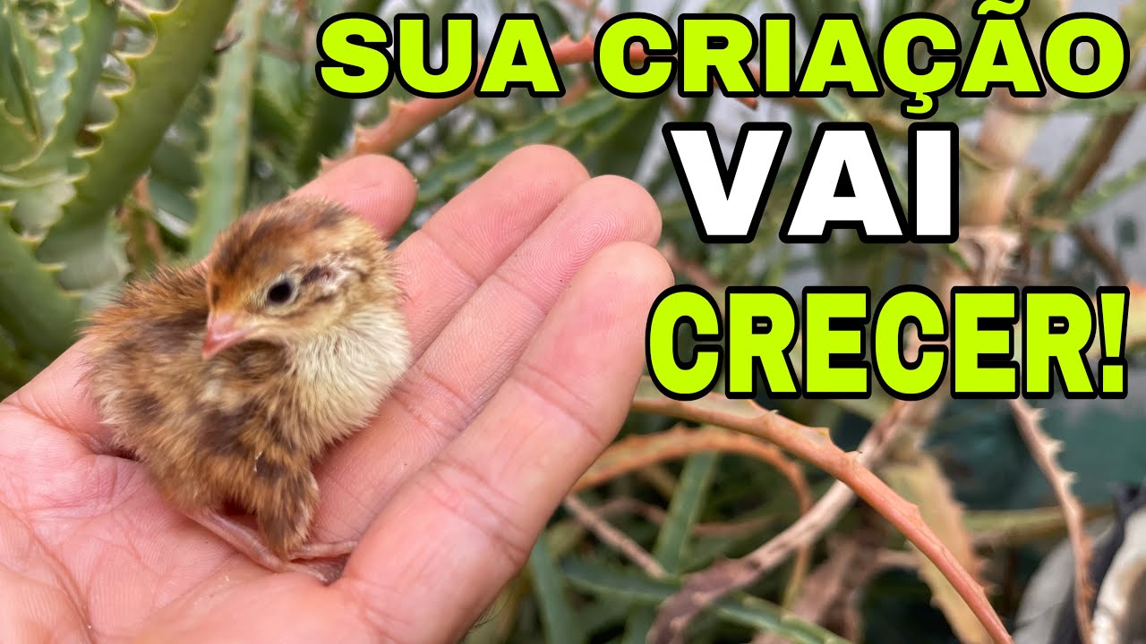 ESSAS DICAS PODEM SALVAR SEUS FILHOTES DE CODORNAS!