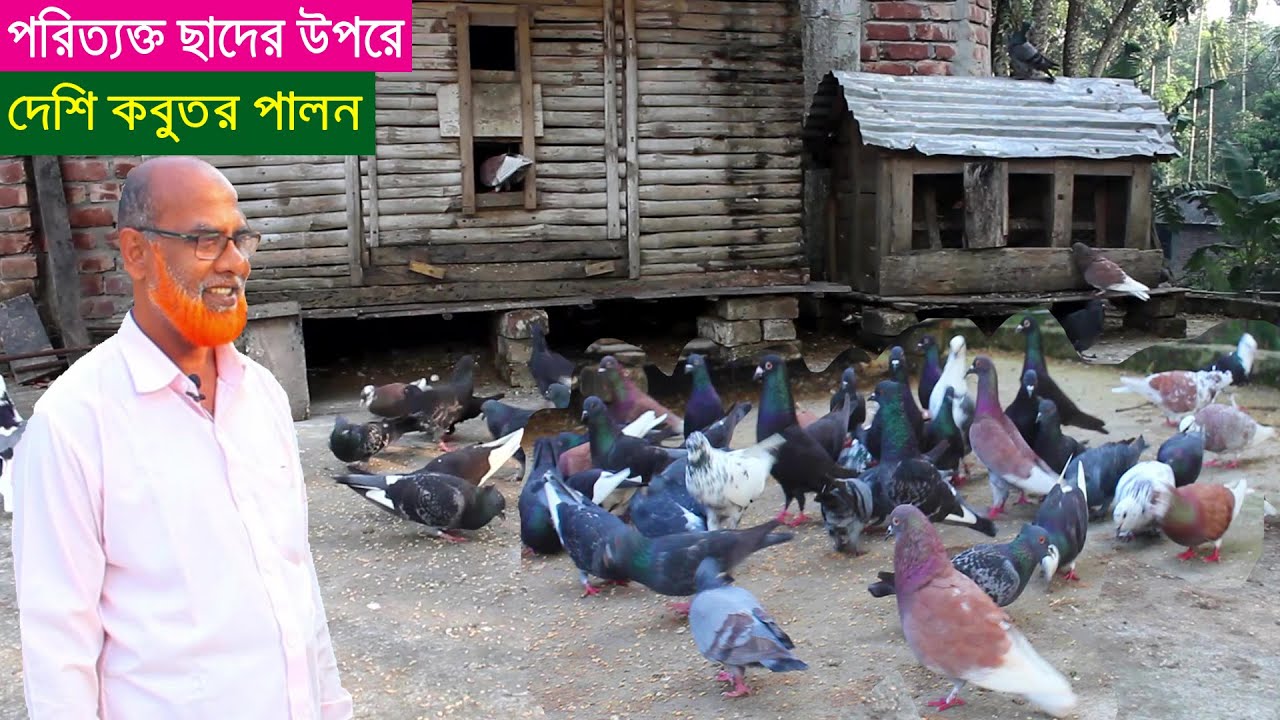 পরিত্যক্ত বাড়ির ছাদের উপরে দেশি কবুতর পালন করে লাভ জনক মনে করছেন শিক্ষক।Pigeon Farm In Bangladesh.