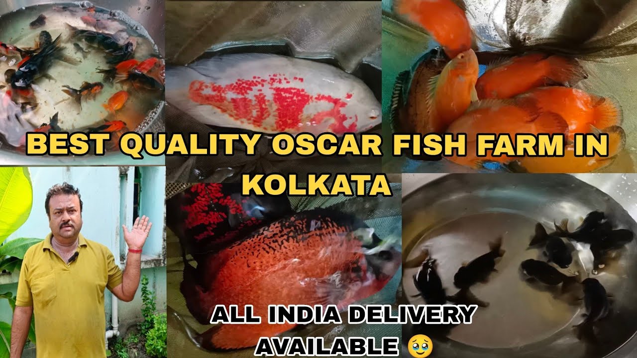 BEST QUALITY OSCAR FISH FARM IN HOOGHLY|OSCAR BREEDING FARM | CHEAPEST PRICE ALL OSCAR FRY AVAILABLE