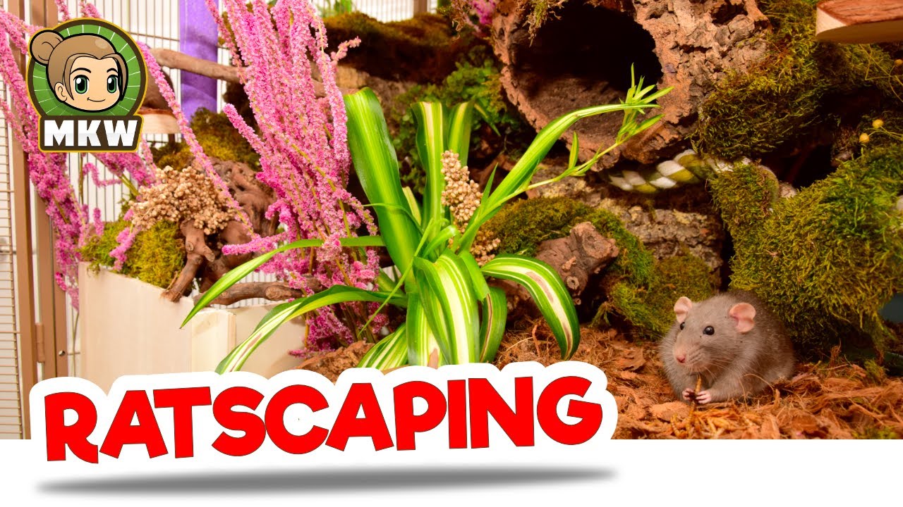 Ratscaping Rattenkooi voor Tamme Ratten | Fancy Rats🐹 Marika's Knaagdierwereld