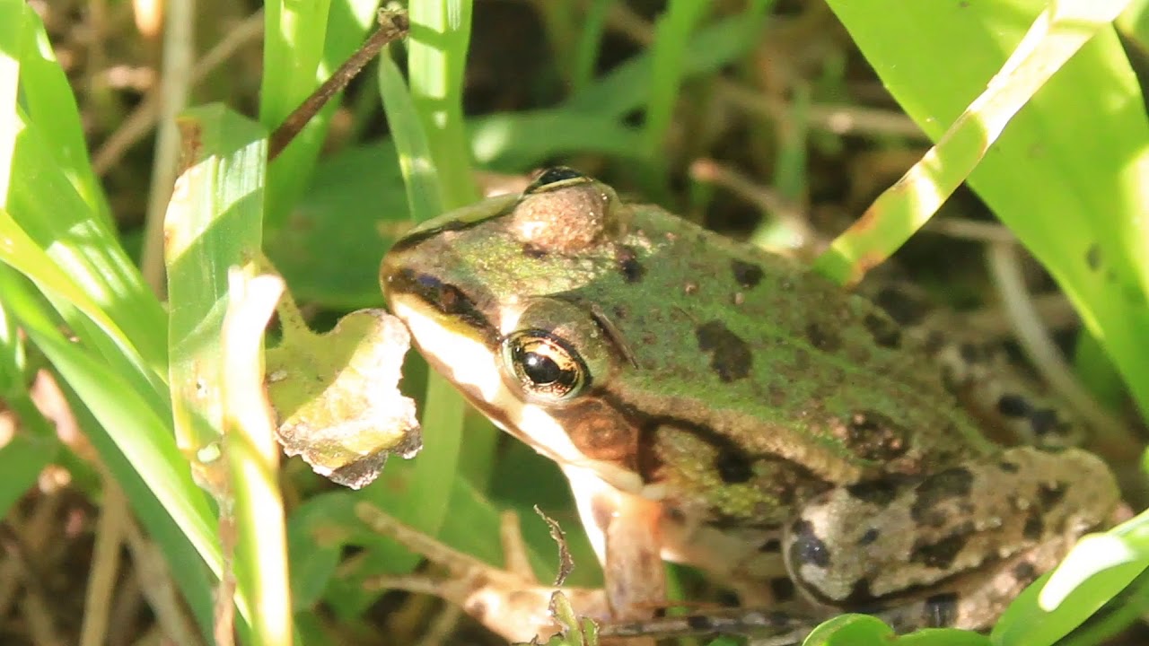 Impressionen-Von Biebesheim zum K&uuml;hkopf- Erinnerungen an das Jahr 2014