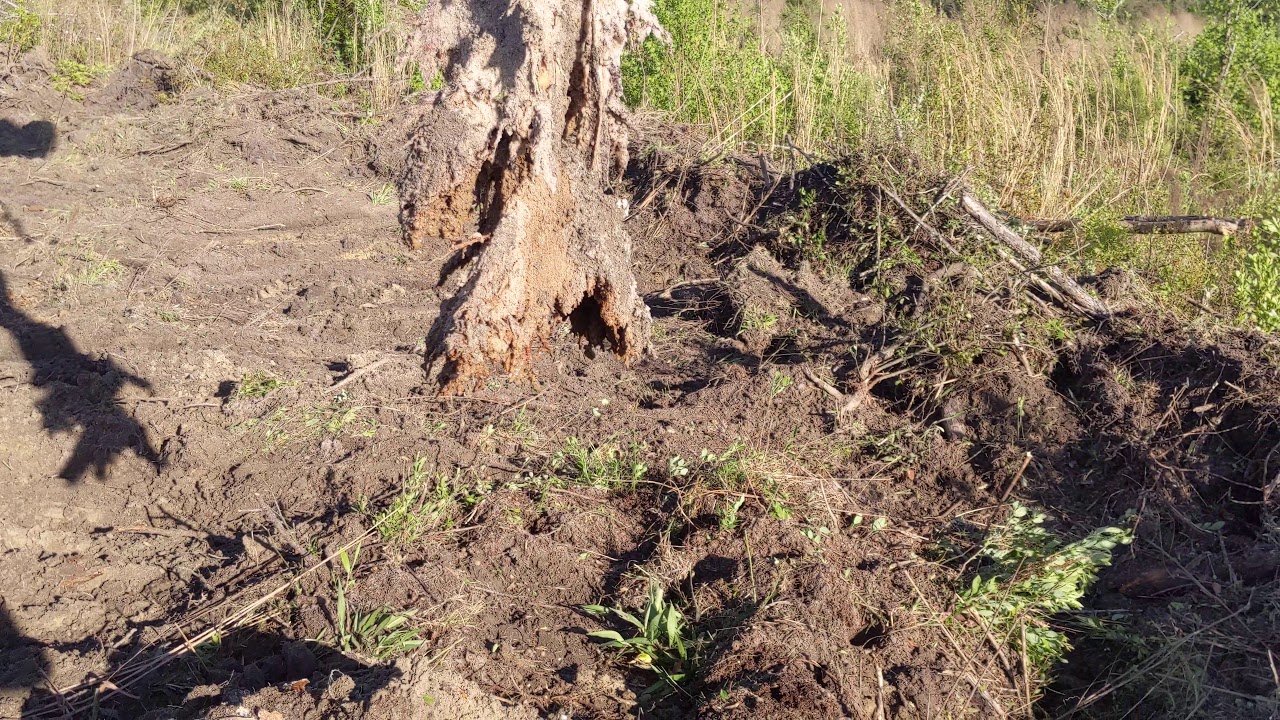 Pine Tree Tap Root Redneck Science Lesson on the Farm