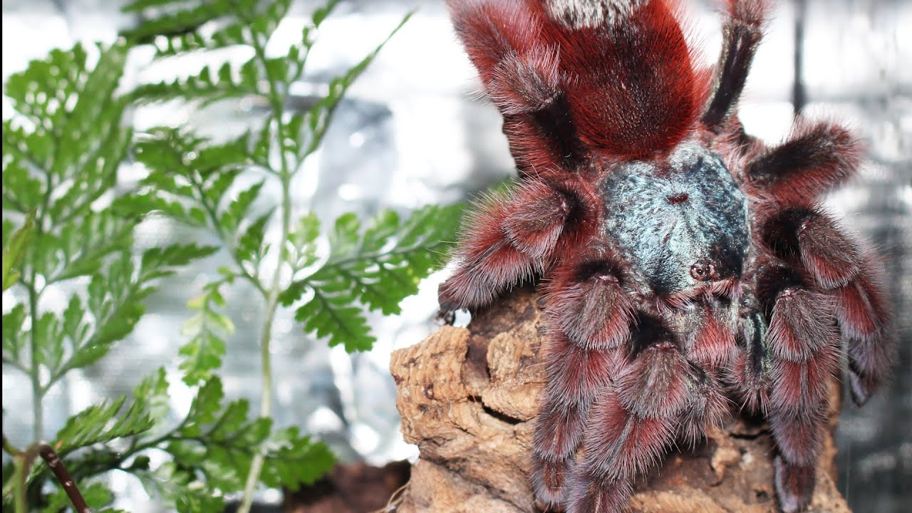 Kopulacja Caribena versicolor - dobry filmik, bez gadania :)
