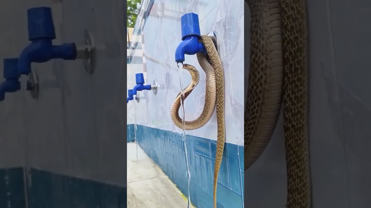How Snake 🐍 drink water from water tap, #snake #snakevideo #shorts #animals