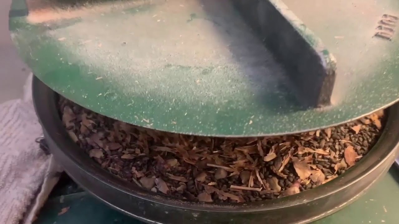 The Green Legacy | Seed Processing - Norway Spruce