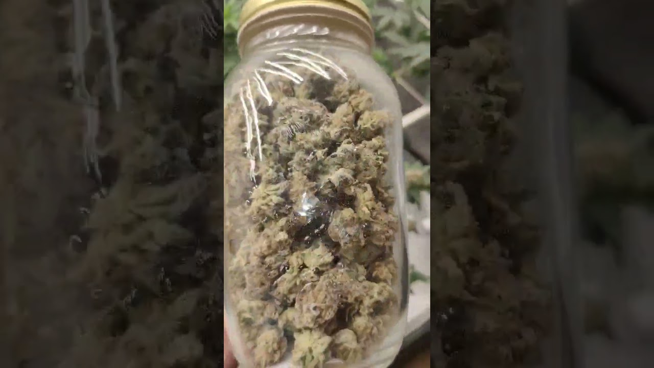 Blue Berry Muffin Pheno 4 , Sheys So Frosty ❄️😱🤤