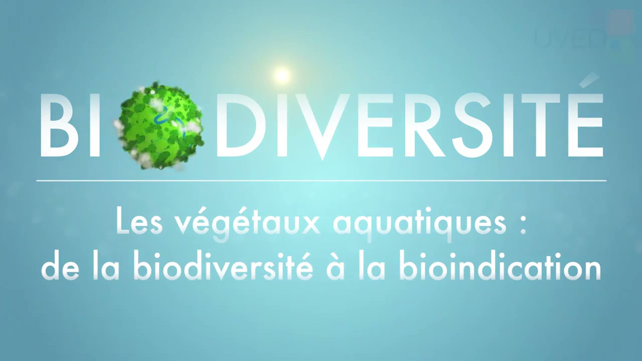 les végétaux aquatiques et leur classification