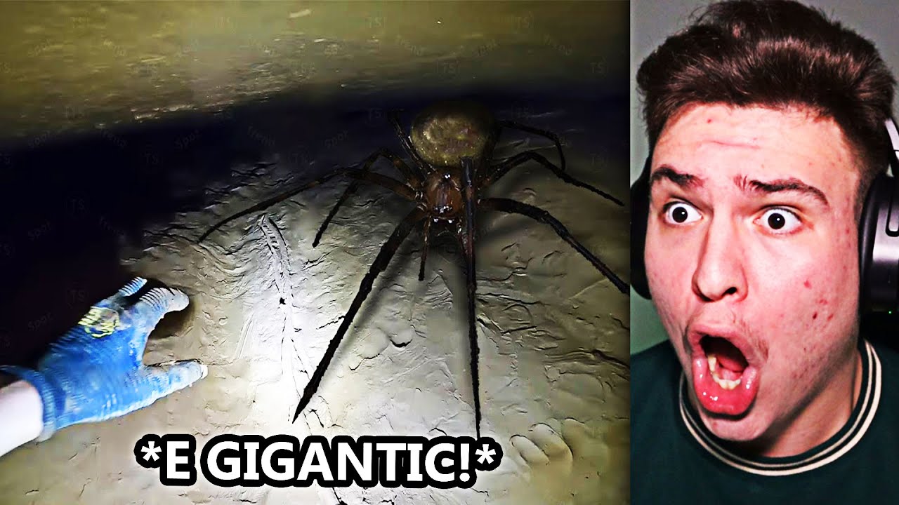CEI MAI GIGANTICI PĂIANJENI PE CARE I-AI VĂZUT VREODATĂ !! (COMPILAȚIE)