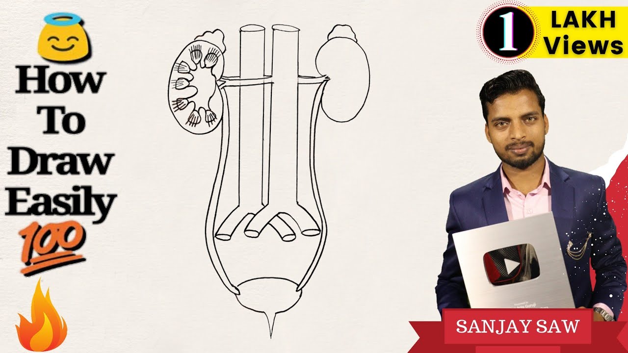 How to draw Human Excretory System Step by step for Beginners !