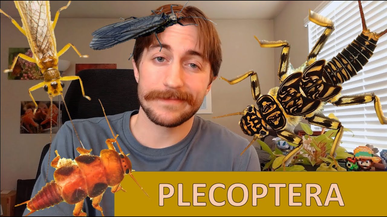 Plecoptera: Веснянки — заказ в центре внимания