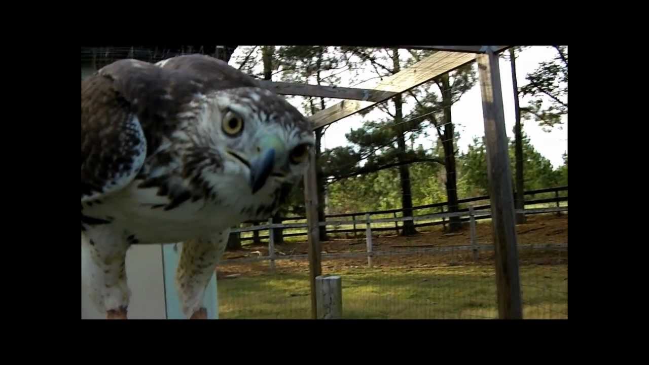 From trap to hunt. Training a Red Tail Hawk for Falconry.