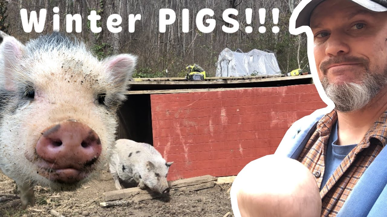 Winterizing the Mini Pig Shelter!