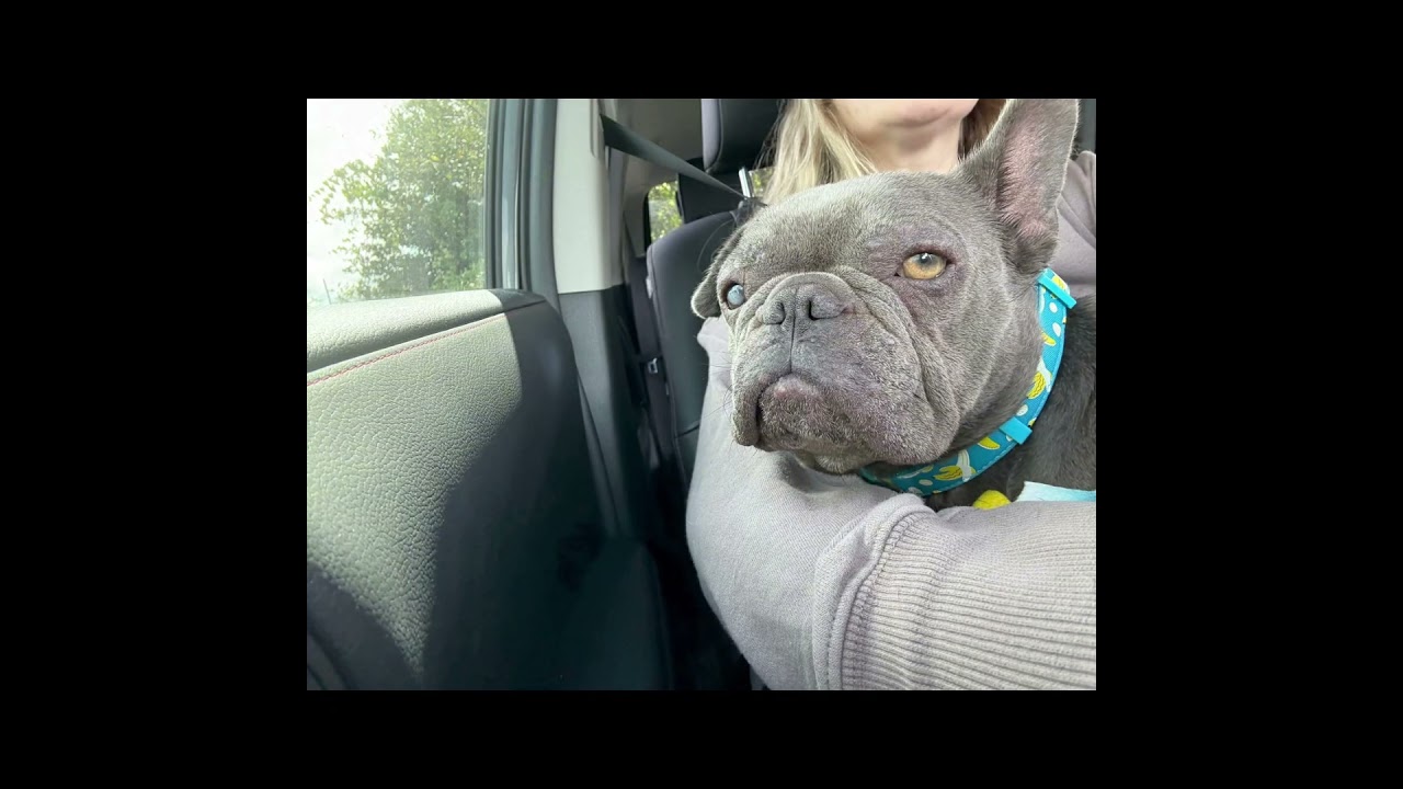 Adopt-A-Bull: Poppy is ready for her forever family!