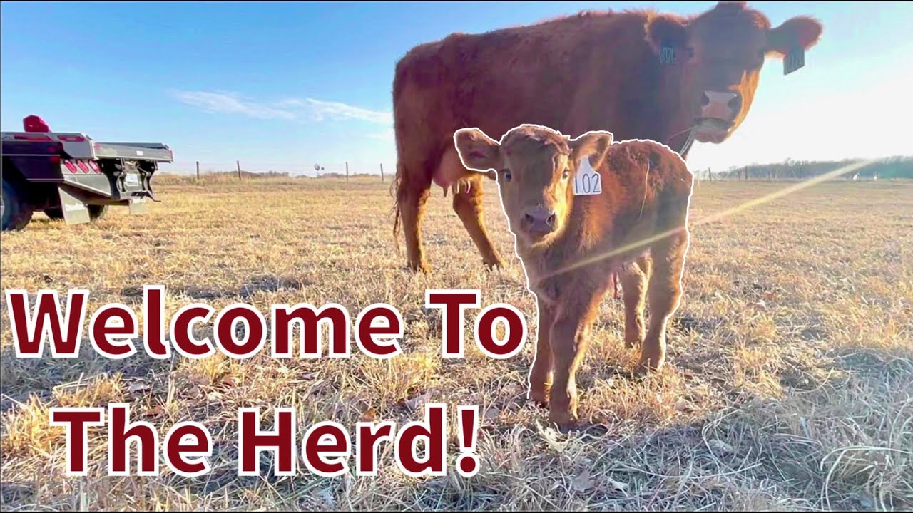 Calving Begins & Cows Come Home!!!