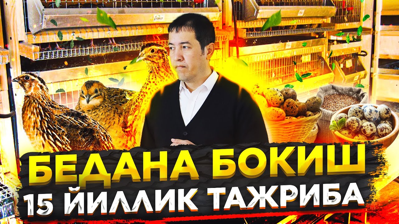 БЕДАНА БОКИШ БИЗНЕСИ 15 ЙИЛЛИК ТАЖРИБА kichik biznes g'oyalar