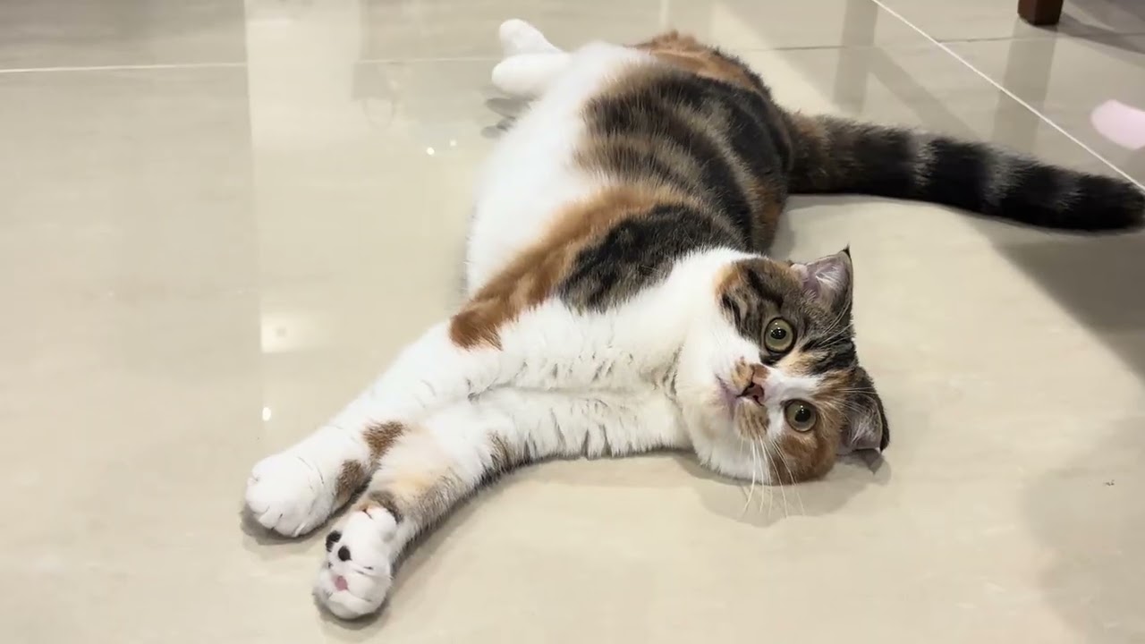 寒くないの？床の上でゴロゴロミケちゃん🐱calio cat Mike-chan/Aren't you cold? Mike-chan rolling on the floor