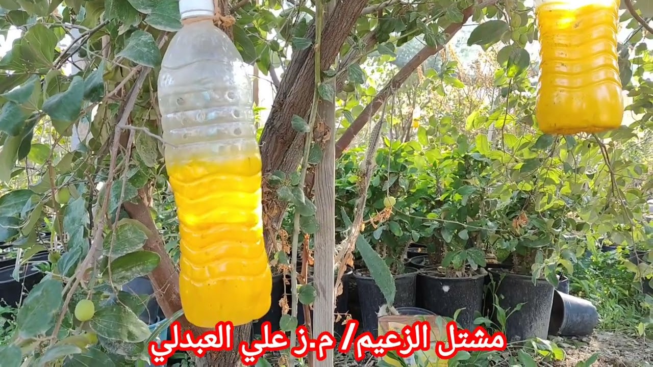 حشرة ذبابة الفاكهه