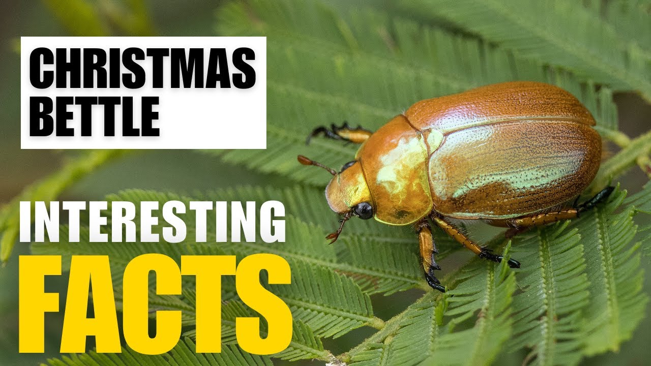 Amazing facts of Christmas Beetle | Interesting Facts | The Beast World