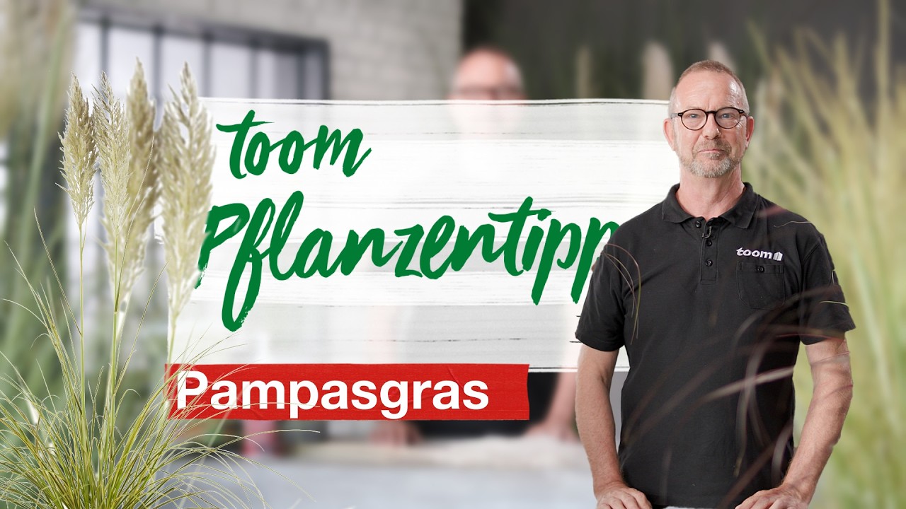 toom Pflanzentipps – Pampasgras | toom Baumarkt