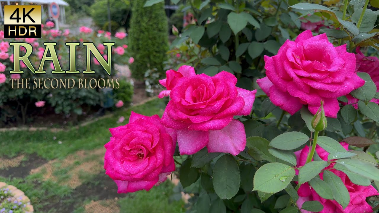 【4K ROSE】 The second blooms of the roses are splendidly in full bloom. バラの二番花が満開　#4khdr #rose