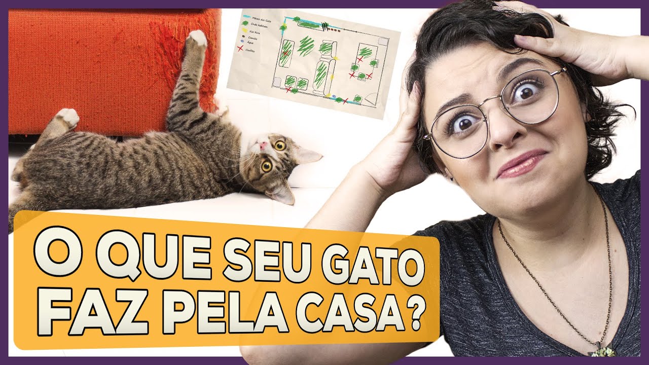 O Que Seu GATO FAZ em Casa | Mapa da Gatisse
