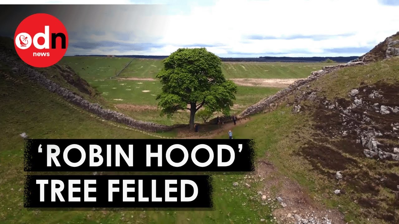 Second Arrest: Man In His 60s Arrested After Iconic Hadrian's Wall Tree 'Deliberately Felled'