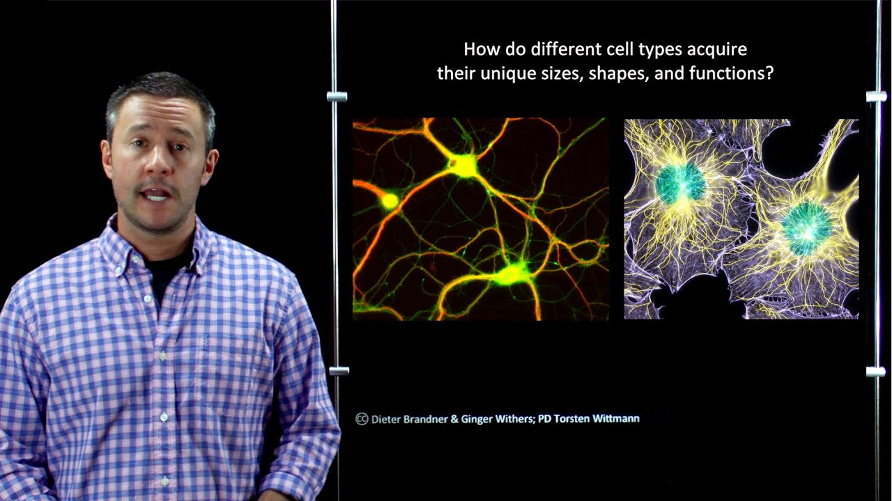 Online Developmental Biology: Analyzing Gene Expression