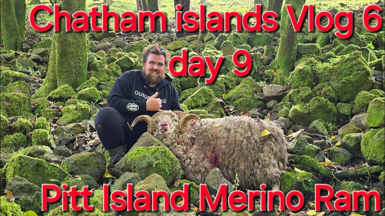 Chatham islands vlog 6 day 9 Pitt Island Merino Ram hunt