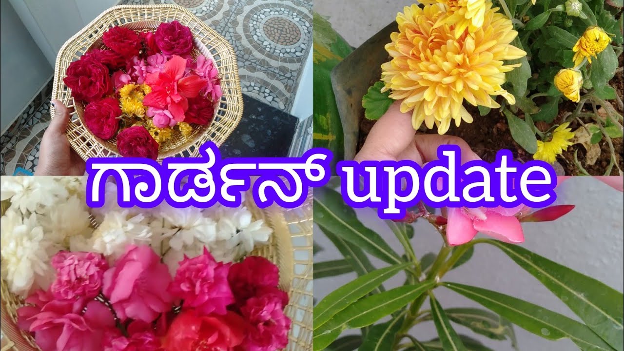 new plants for samrudhi garden