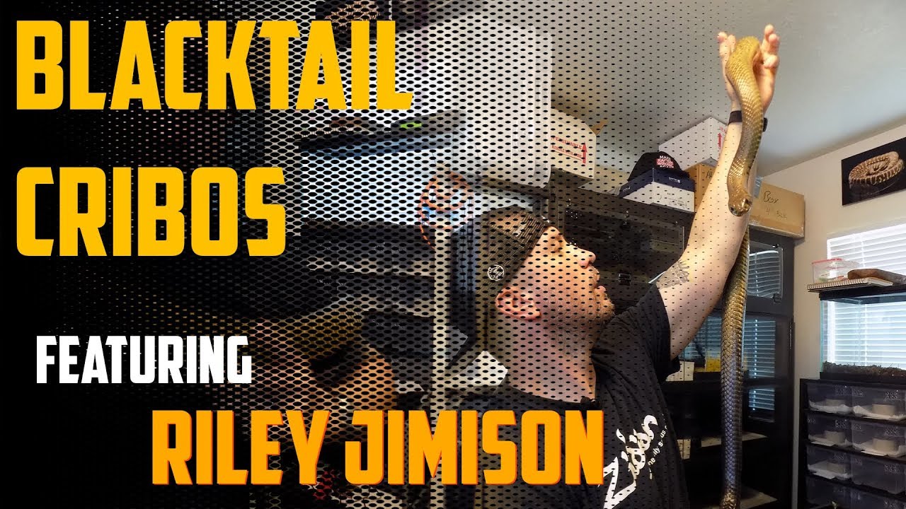 Episode 74: Blacktail Cribos with Riley Jimison