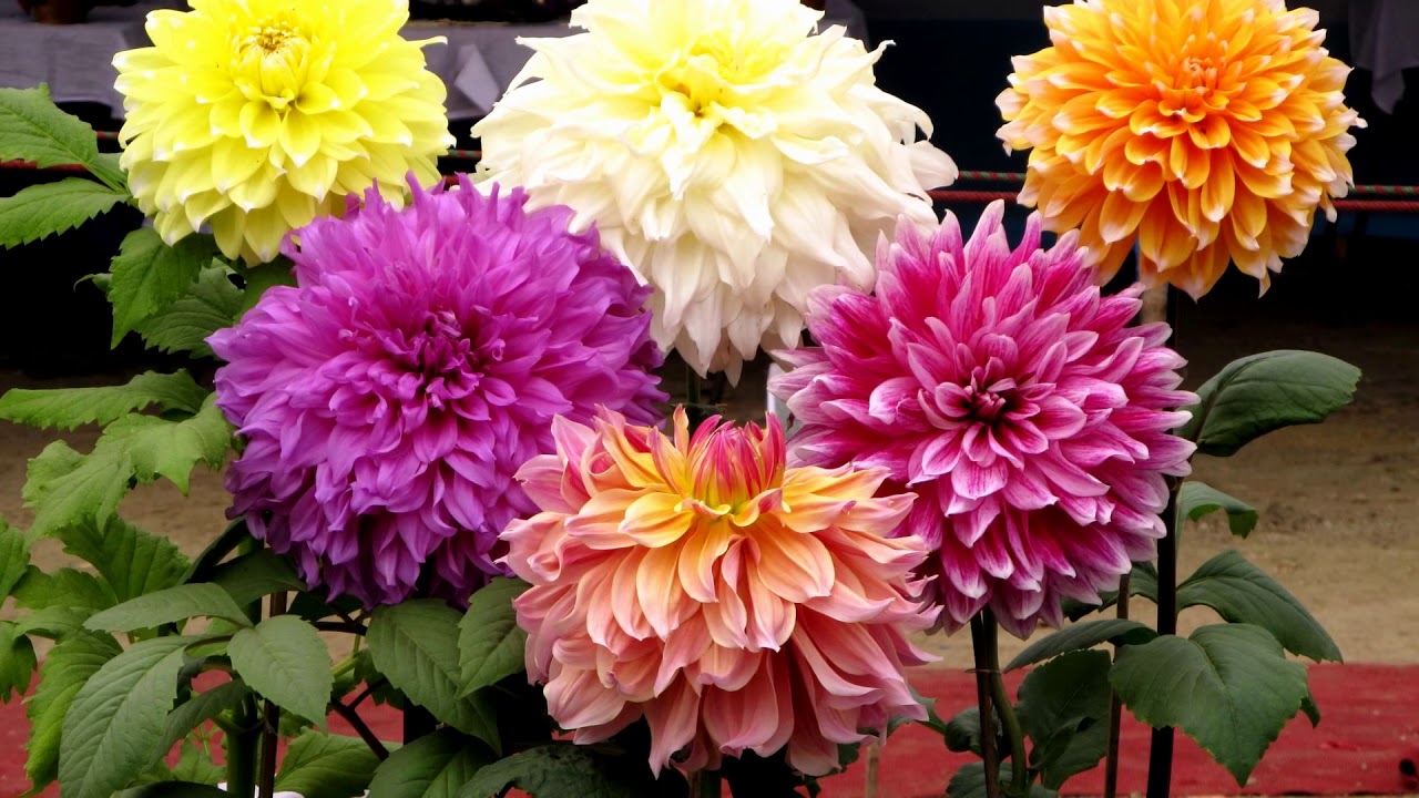 Beautiful dahlia flowers (HD1080p)