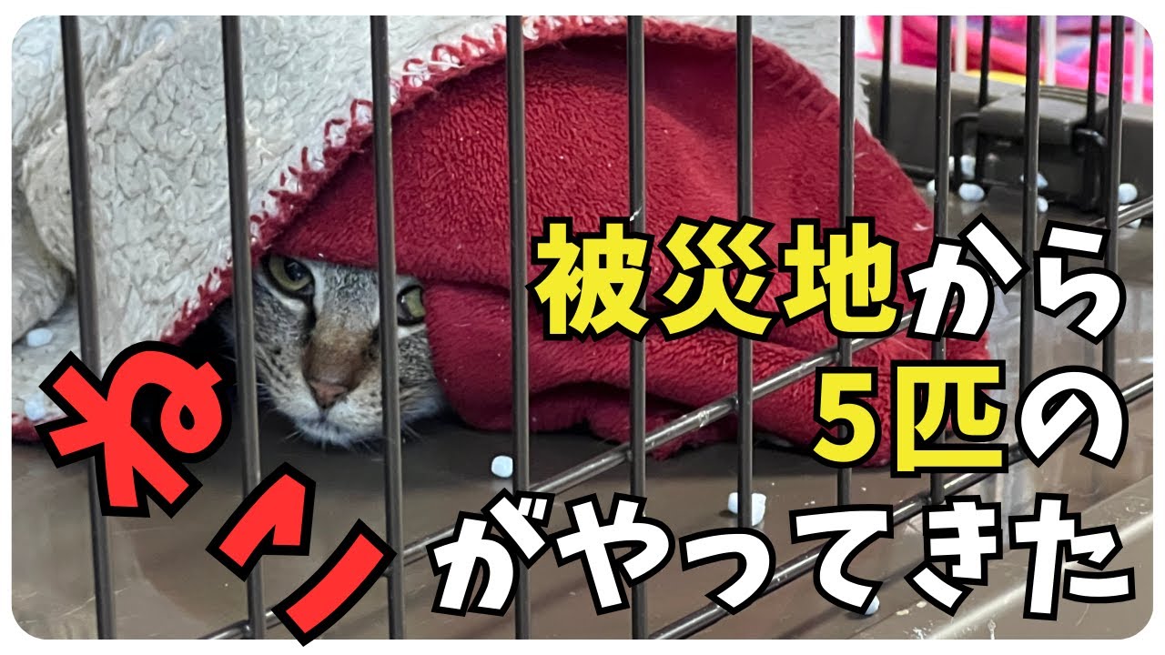 【被災地からの猫】能登半島地震の被災猫さん達の保護