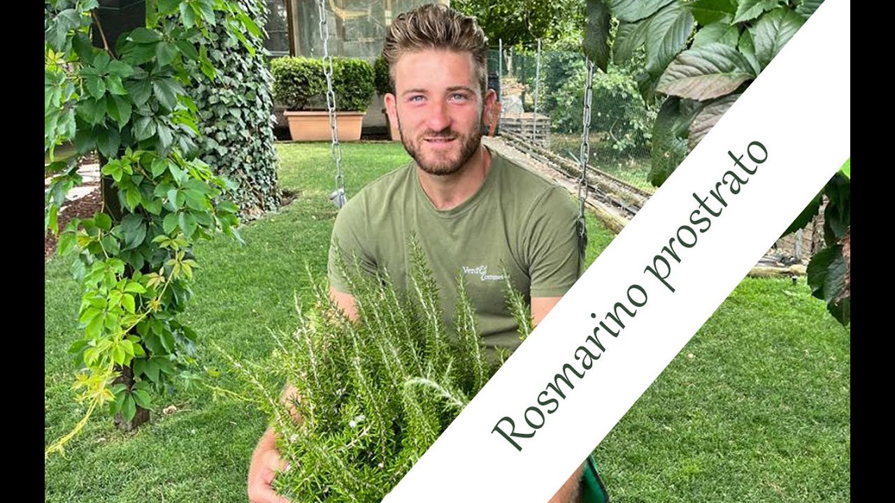 Come coltivare il rosmarino prostrato