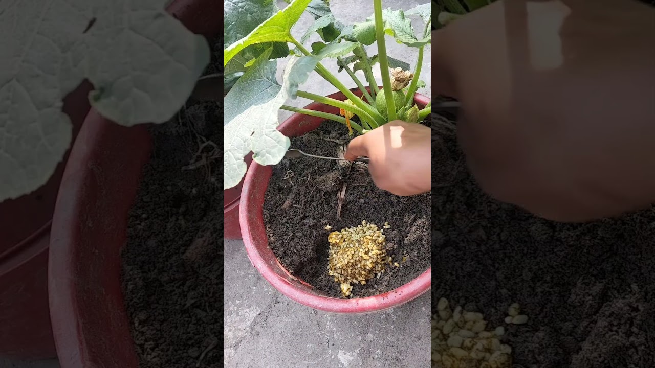 organic farming 