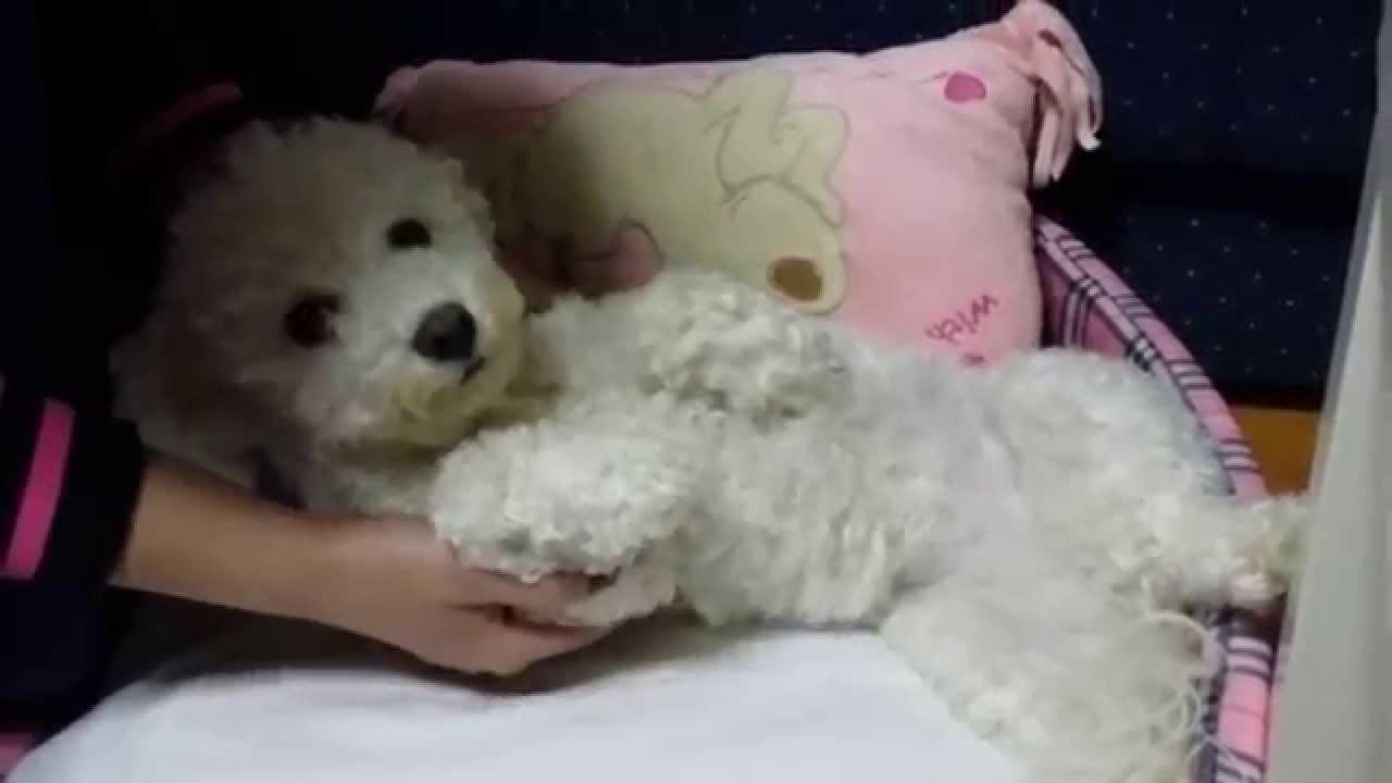 BICHON FRISE LUNA ARRBBIATA-ANGRY :))))))