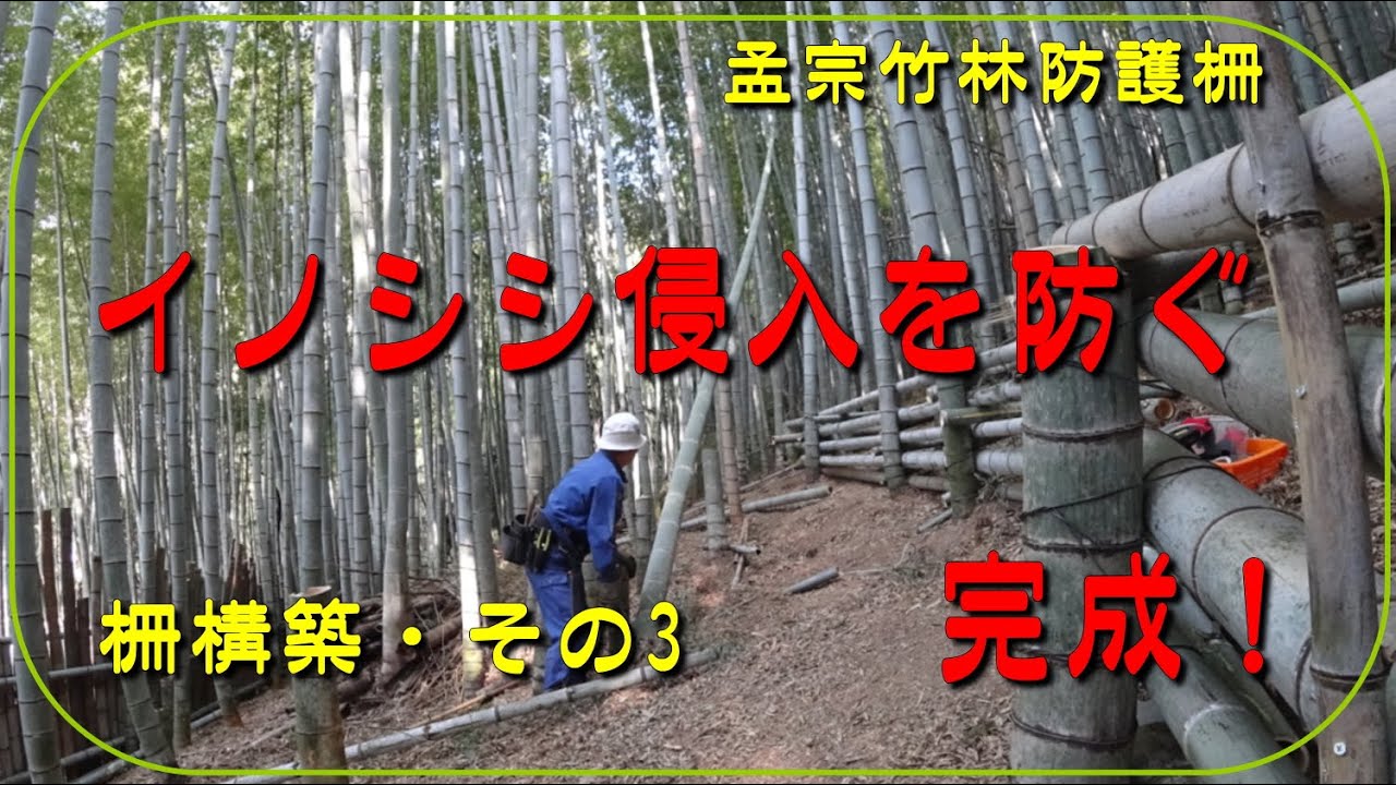 【竹山整備 No.9】孟宗竹林防護柵作り完了版 ( イノシシを防ぐ！)Making of Moso bamboo protective fence ~part 3
